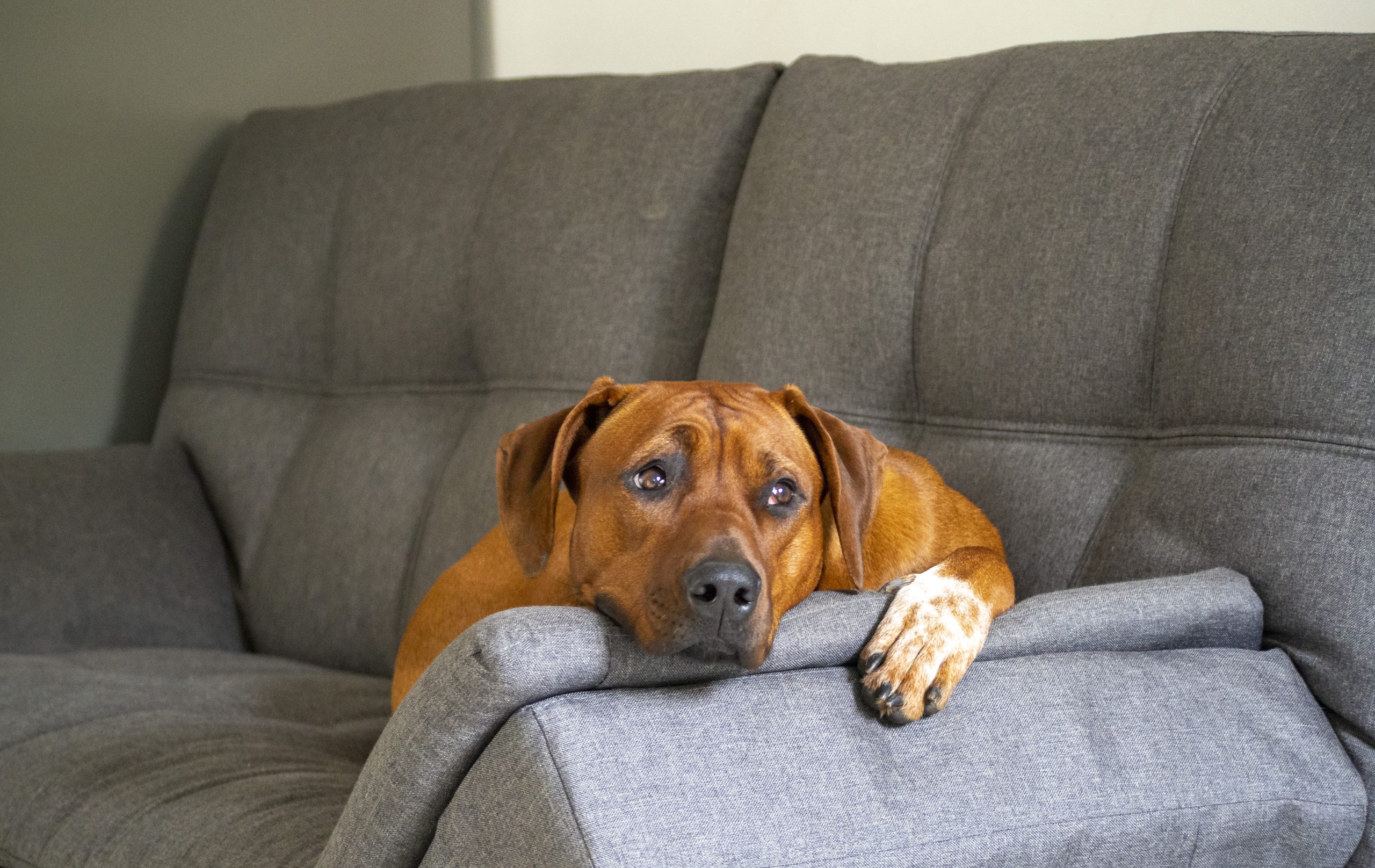 Dog waiting for Master to come home.
